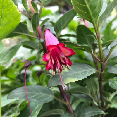 Puriri Lane | Phygelius | Deep Rose