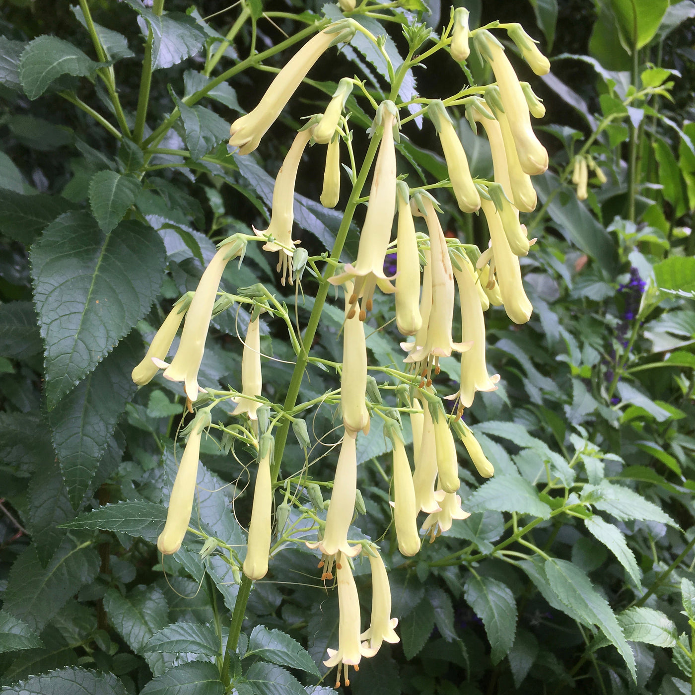 Puriri Lane | Phygelius aequalis