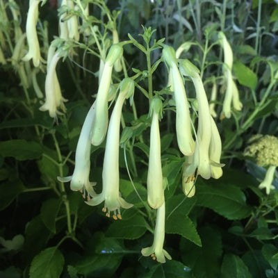 Puriri Lane | Phygelius aequalis