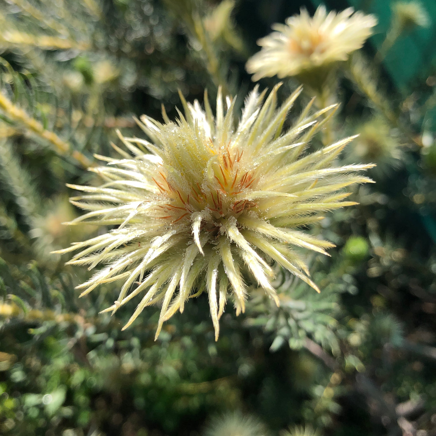 Puriri Lane | Phylica plumosa