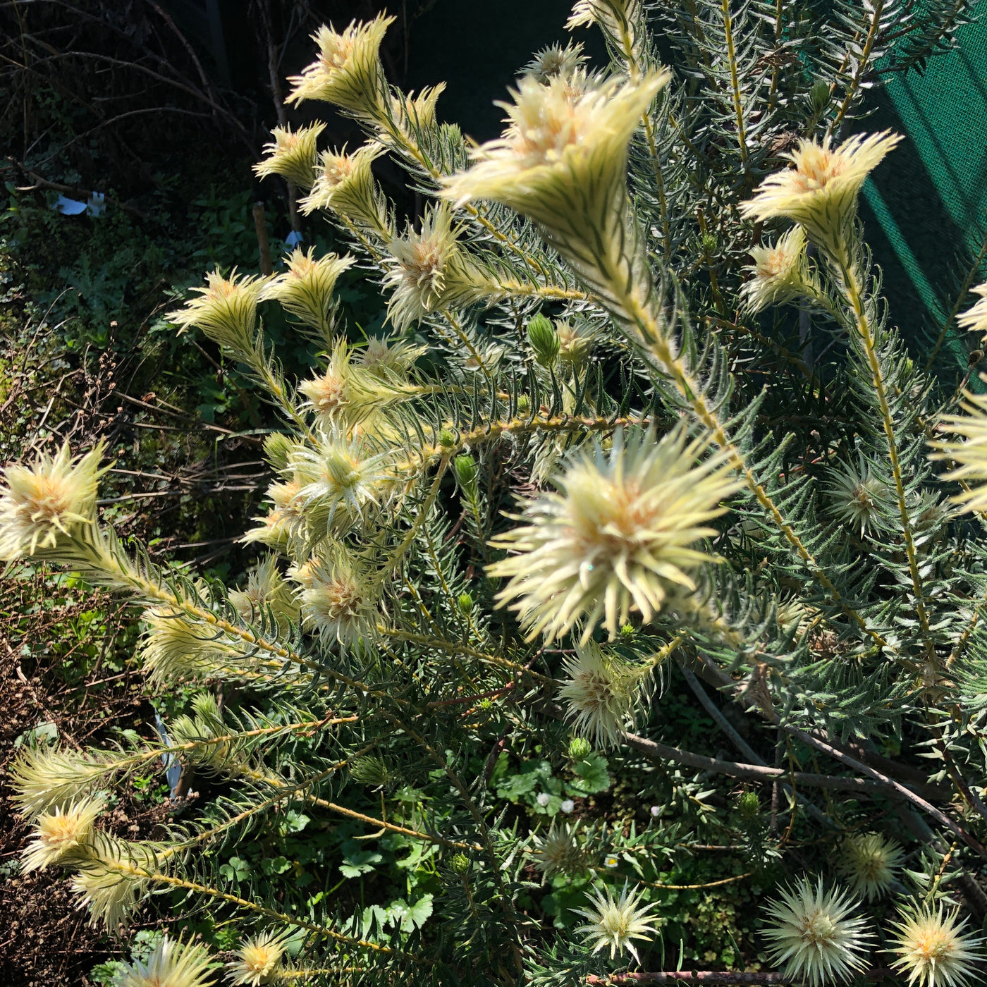 Puriri Lane | Phylica plumosa