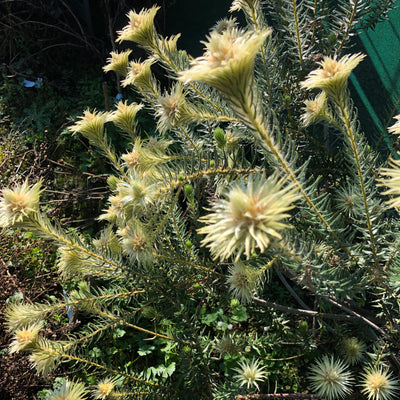 Puriri Lane | Phylica plumosa