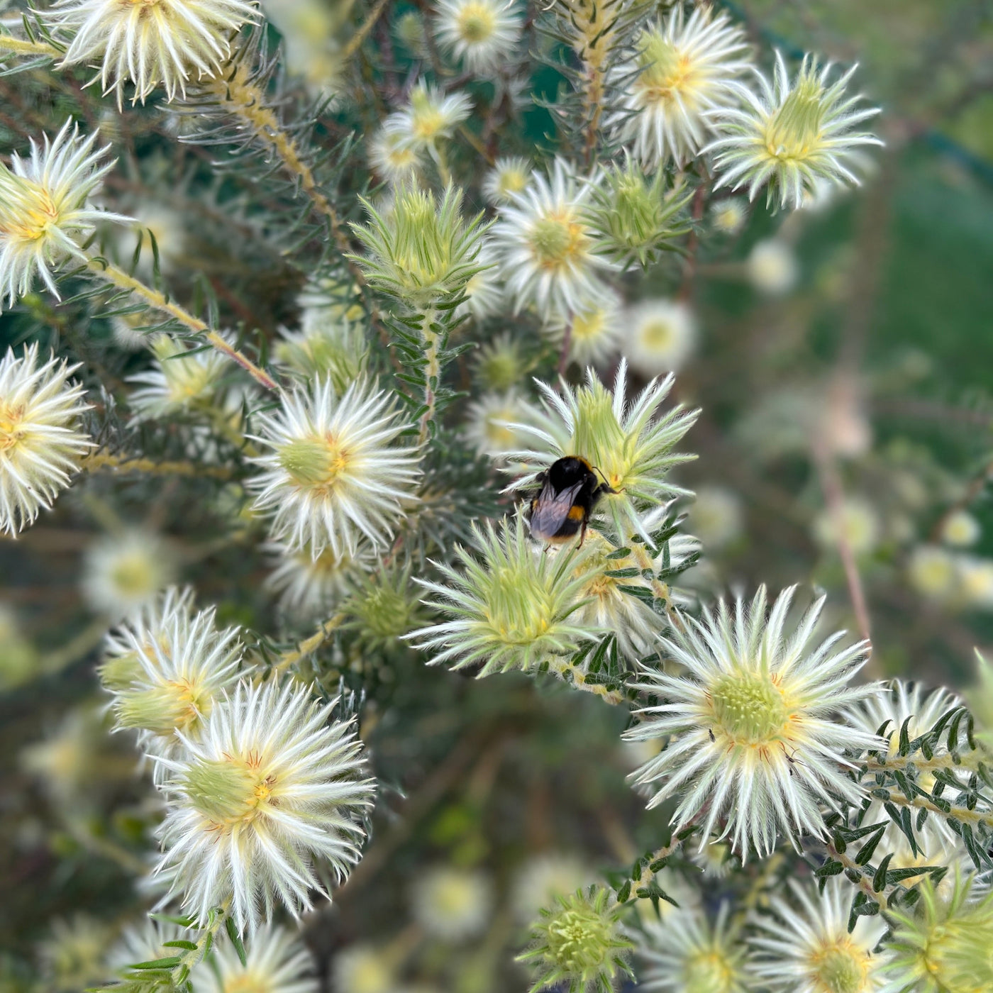 Puriri Lane | Phylica Plumosa