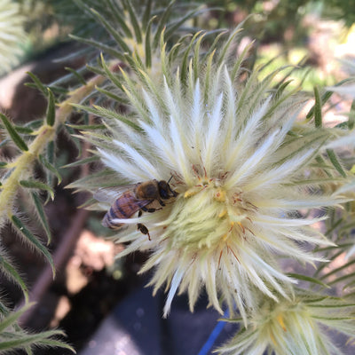 Puriri Lane | Phylica plumosa