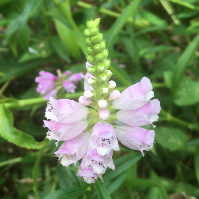 Physostegia virginiana | Rose Crown | Obedient Plant