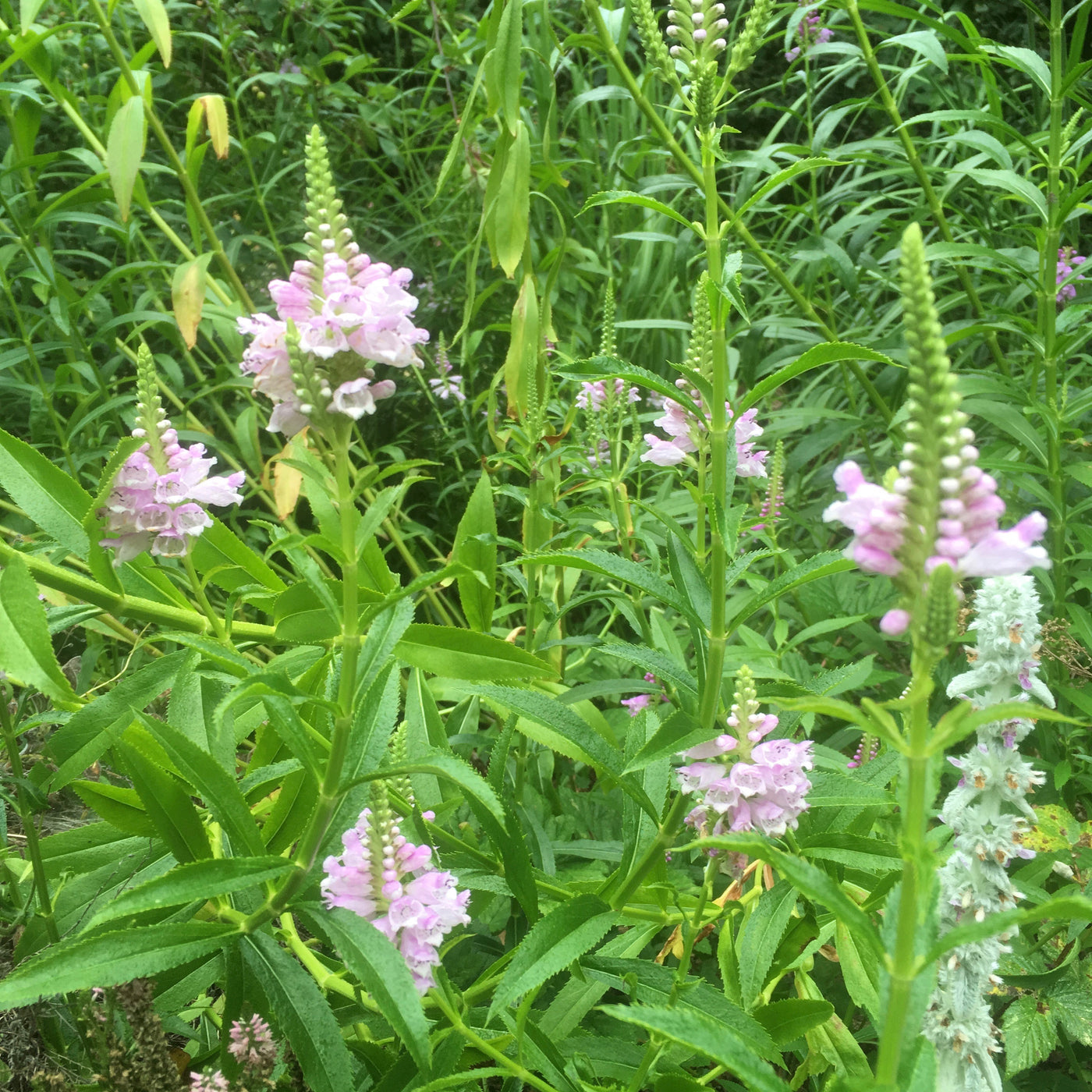 Physostegia virginiana | Rose Crown | Obedient Plant