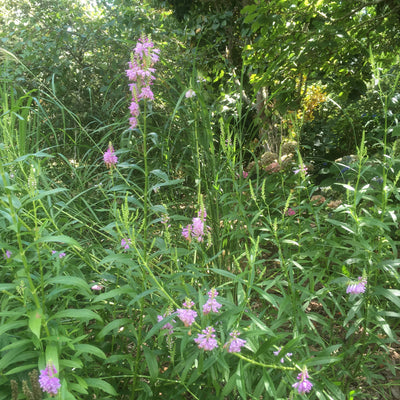 Physostegia virginiana | Rose Crown | Obedient Plant