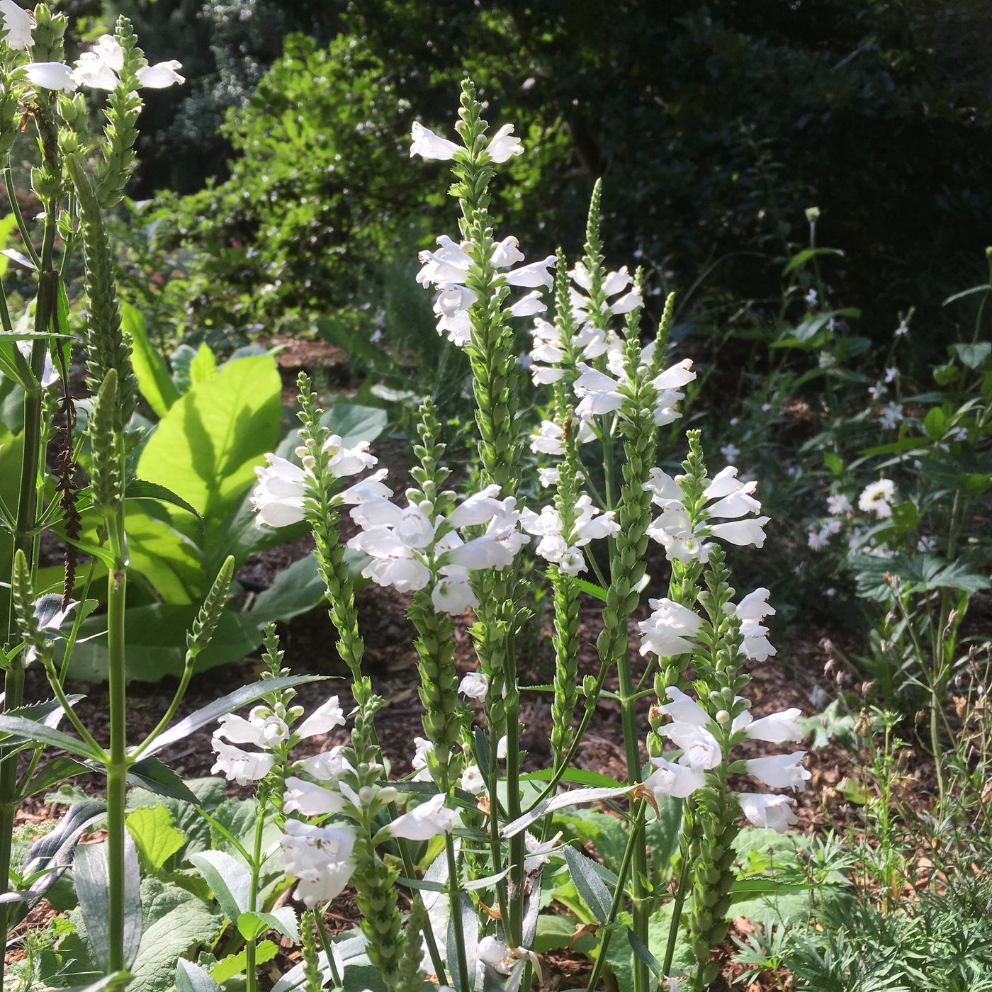 Physostegia virginiana | Crown of Snow