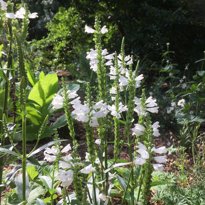 Physostegia virginiana | Crown of Snow