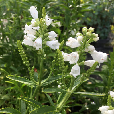 Physostegia virginiana | Crown of Snow