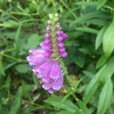 Puriri Lane | Physostegia virginiana | Rose Crown