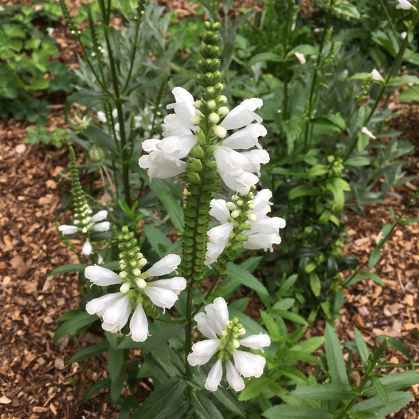 crystal peak white obedient plant Physostegia virginiana