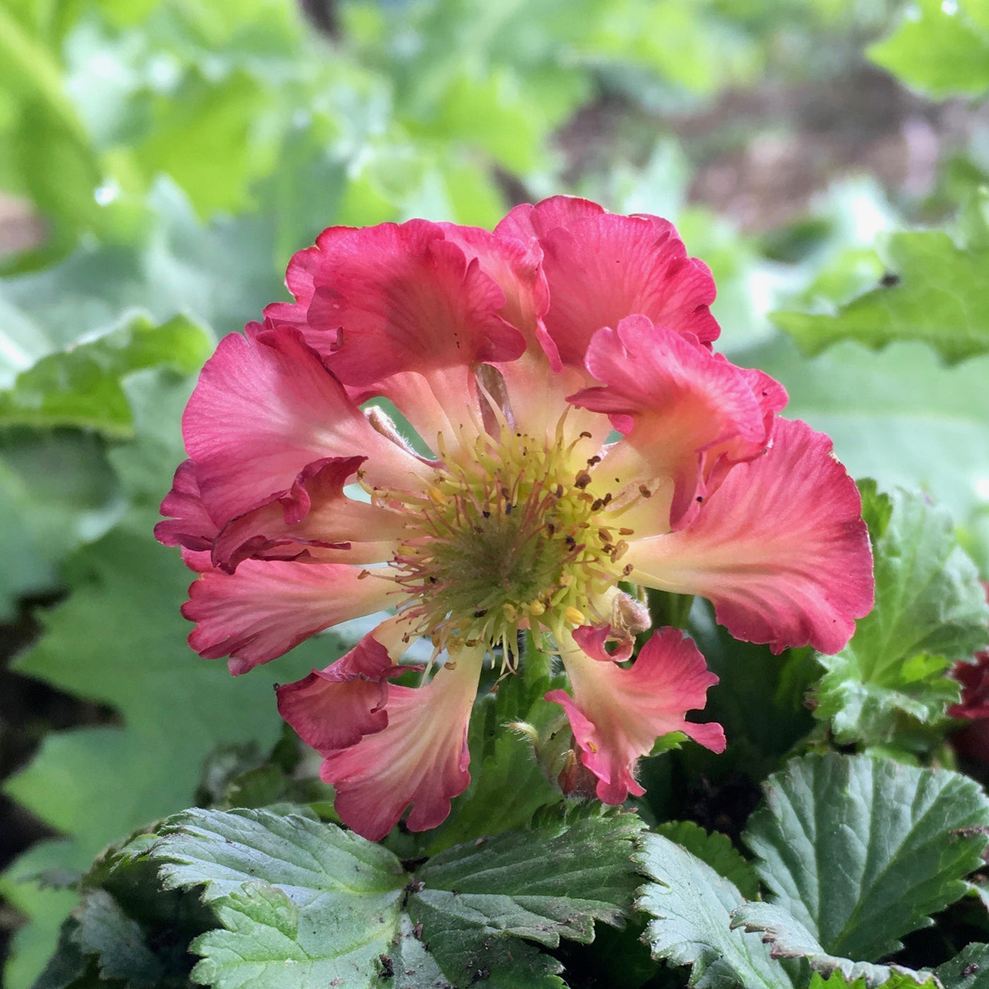 Puriri Lane | Geum  | Pink Double