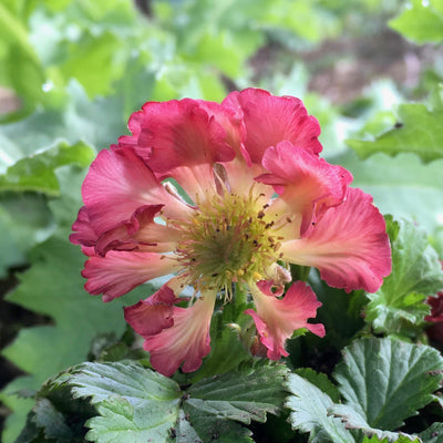 Puriri Lane | Geum  | Pink Double