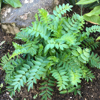 Puriri Lane | Polemonium caeruleum | Alba