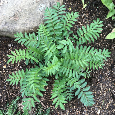 Puriri Lane | Polemonium yezoense  | Purple Rain