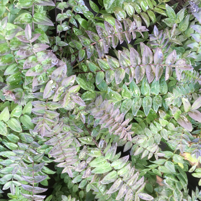 Puriri Lane | Polemonium yezoense  | Purple Rain