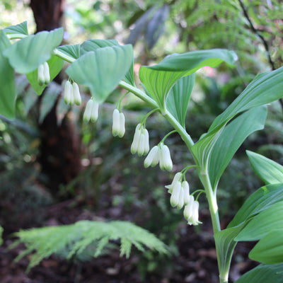 Puriri Lane | Polygonatum multiflorum | Solomons Seal