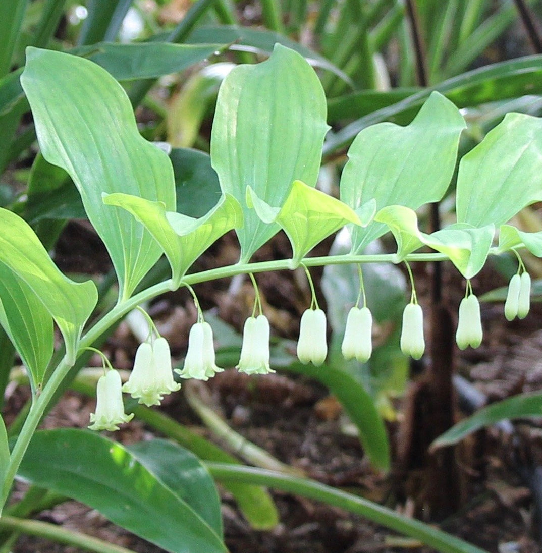 Puriri Lane | Polygonatum multiflorum | Solomons Seal