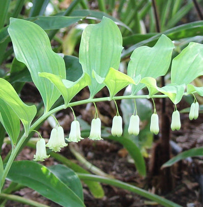 Puriri Lane | Polygonatum multiflorum | Solomons Seal