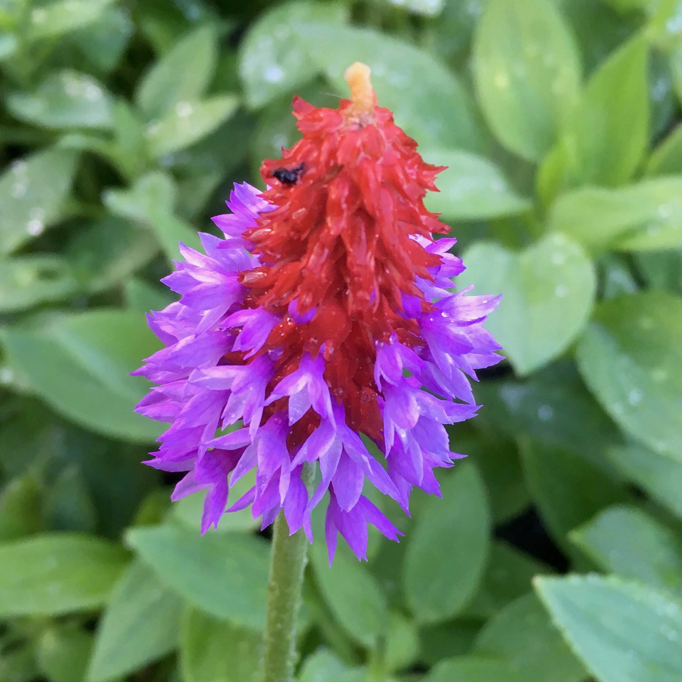 Puriri Lane | Primula vialli | Orchid Primrose