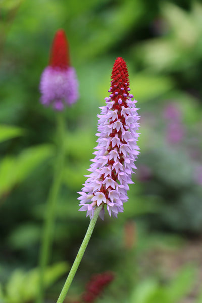 Puriri Lane | Primula vialli | Orchid Primrose