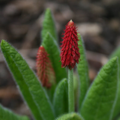 Puriri Lane | Primula vialli | Orchid Primrose