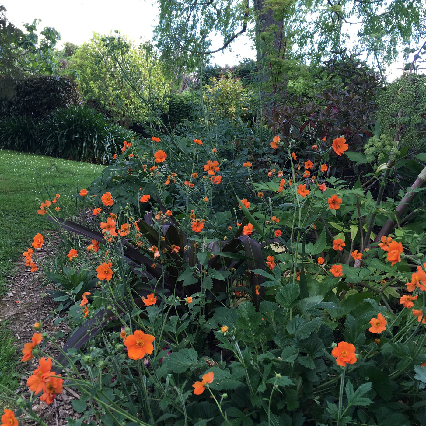 Geum | Prinses Juliana