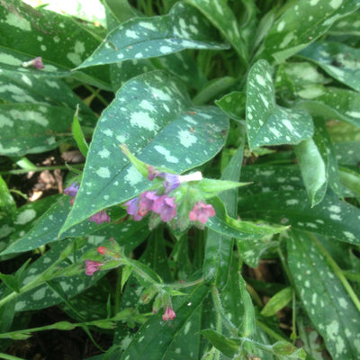 Puriri Lane | Pulmonaria | Raspberry Splash