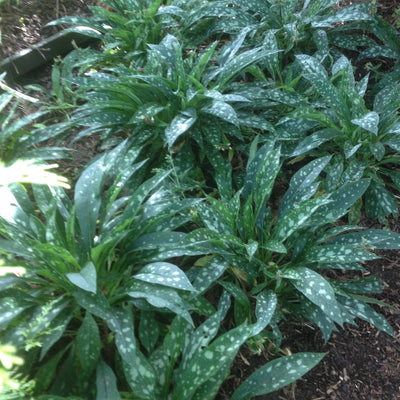 Puriri Lane | Pulmonaria | Raspberry Splash