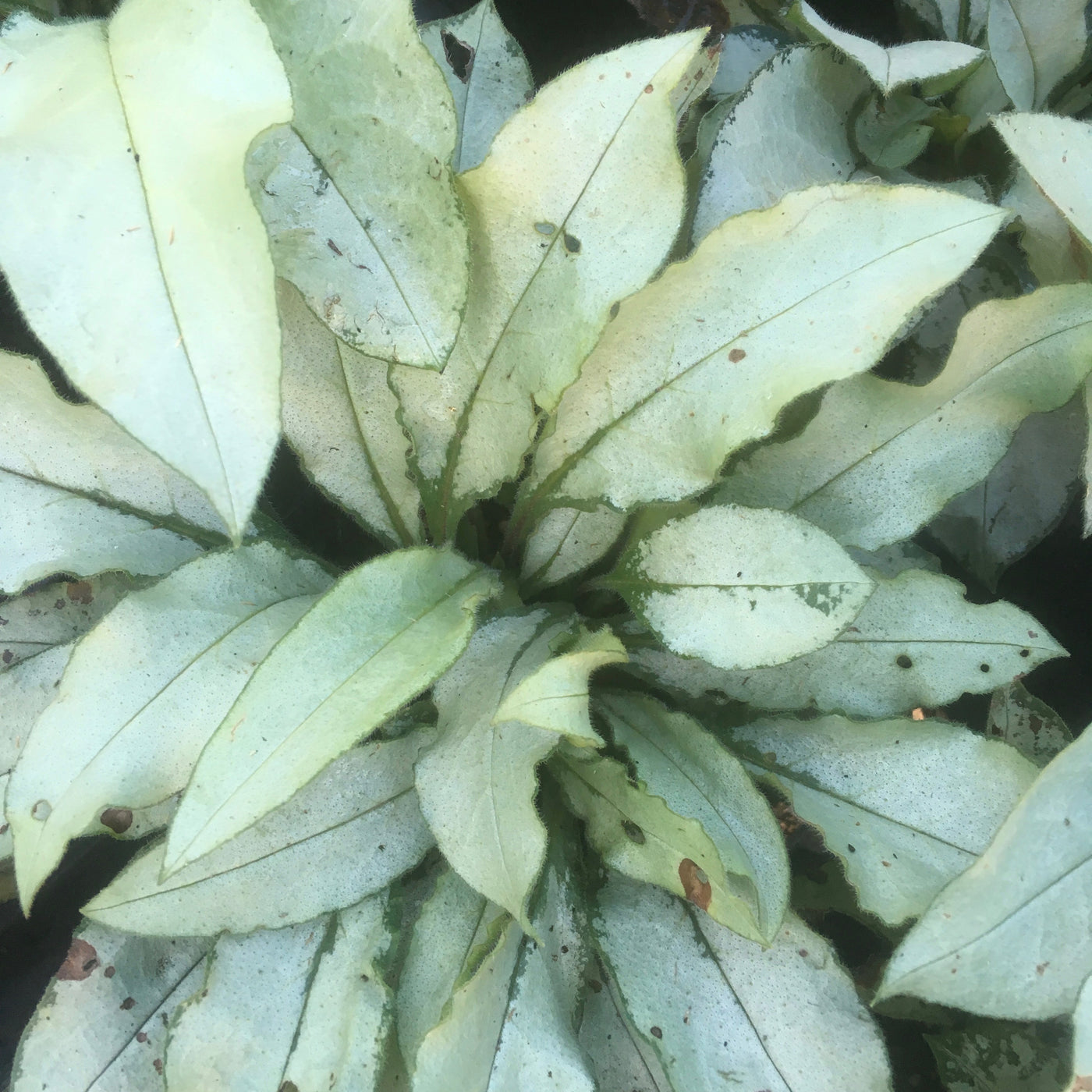 Puriri Lane | Pulmonaria | Majeste