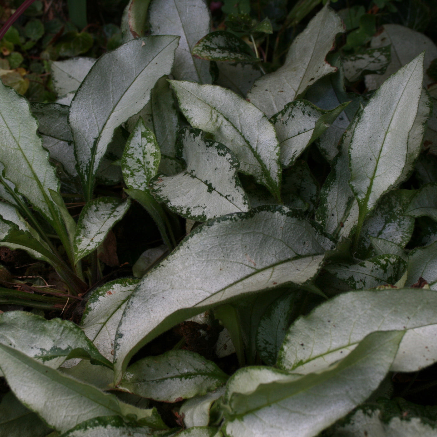 Puriri Lane | Pulmonaria | Majeste