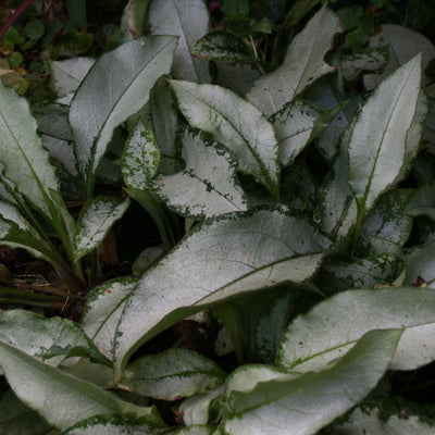 Puriri Lane | Pulmonaria | Majeste