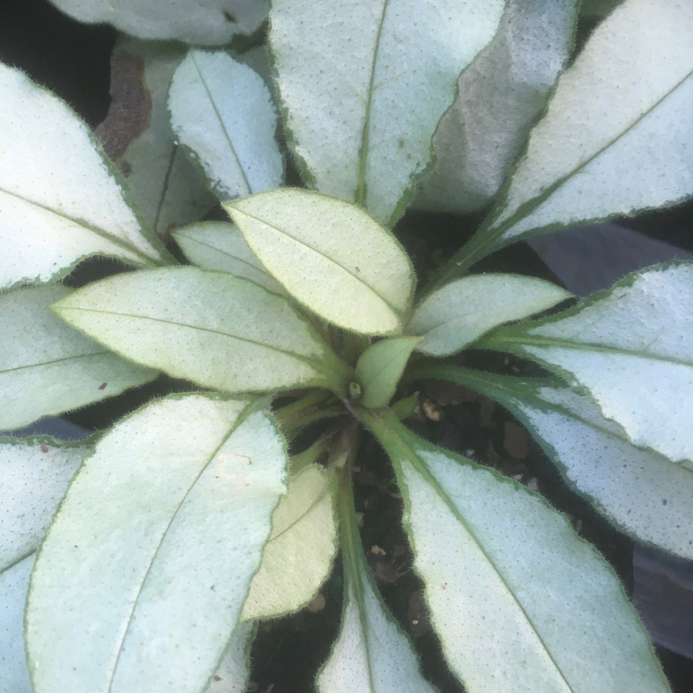 Puriri Lane | Pulmonaria | Majeste