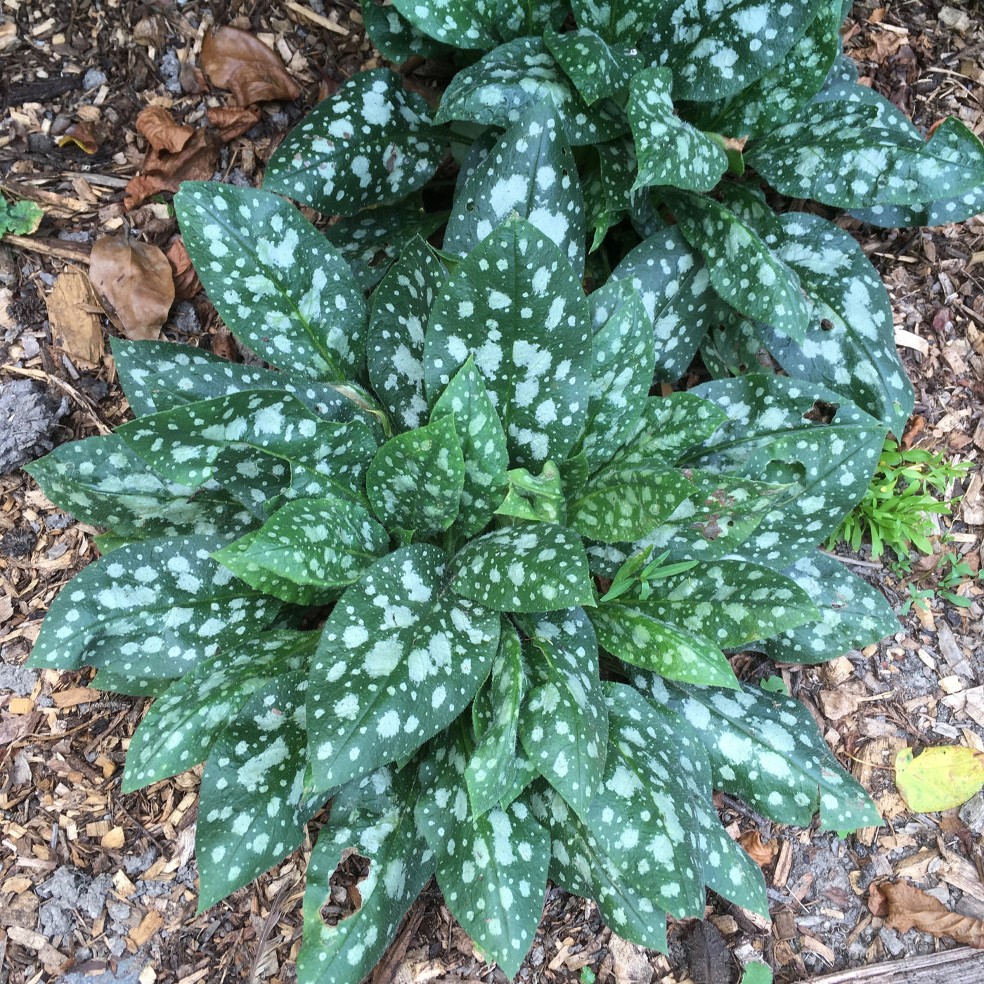 Puriri Lane | Pulmonaria | Sissinghurst White