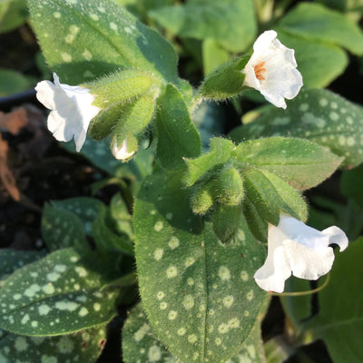 Puriri Lane | Pulmonaria | Sissinghurst White