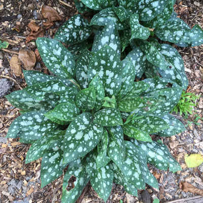Puriri Lane | Pulmonaria | Sissinghurst White