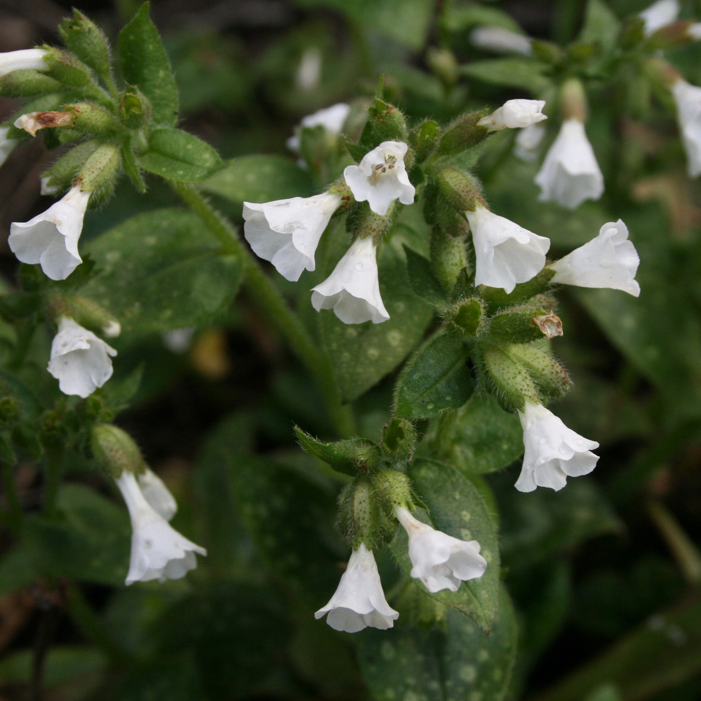Puriri Lane | Pulmonaria | Sissinghurst White