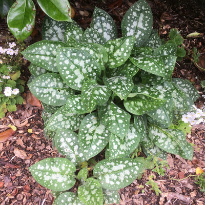 Puriri Lane | Pulmonaria | Sissinghurst White