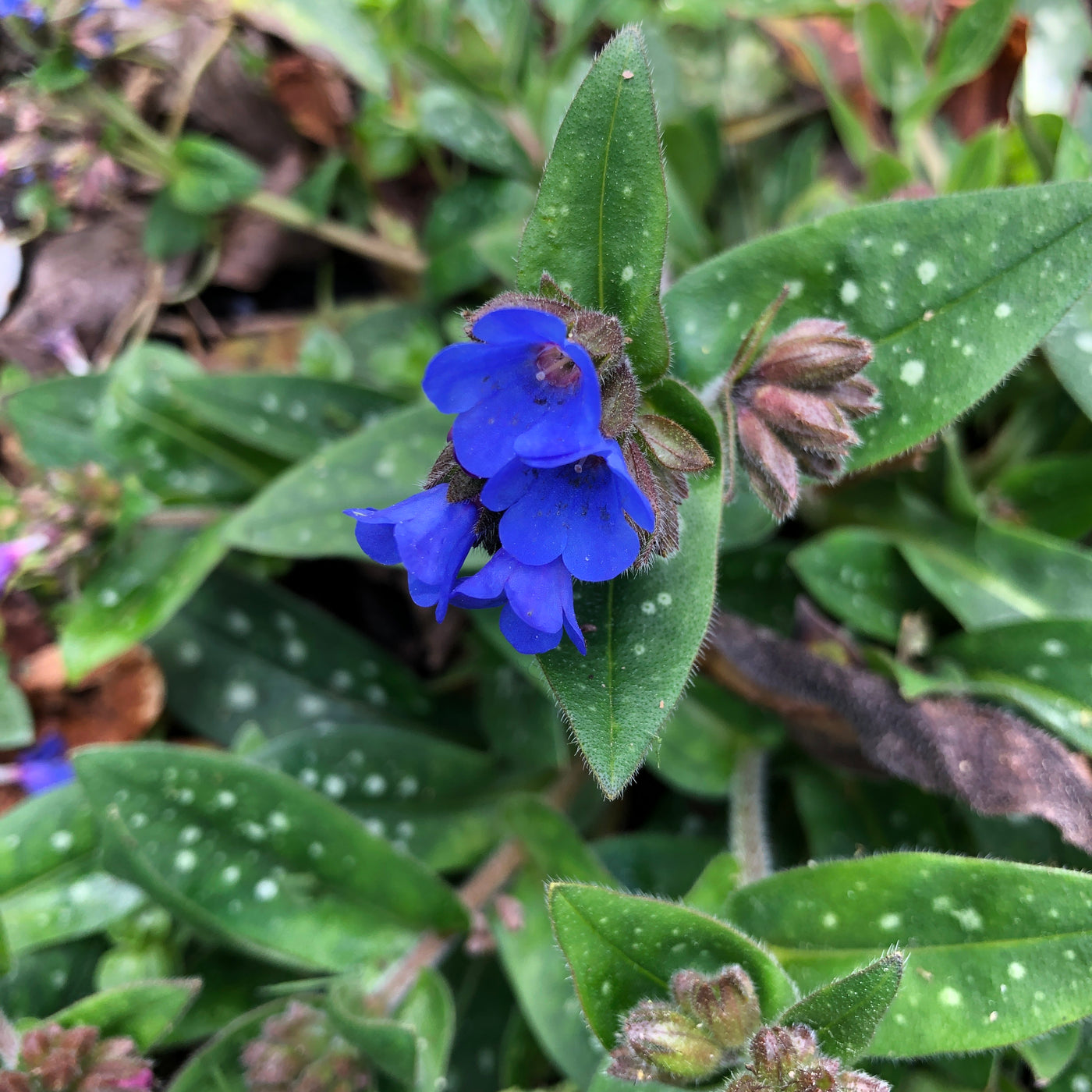 Puriri Lane | Pulmonaria longifolia