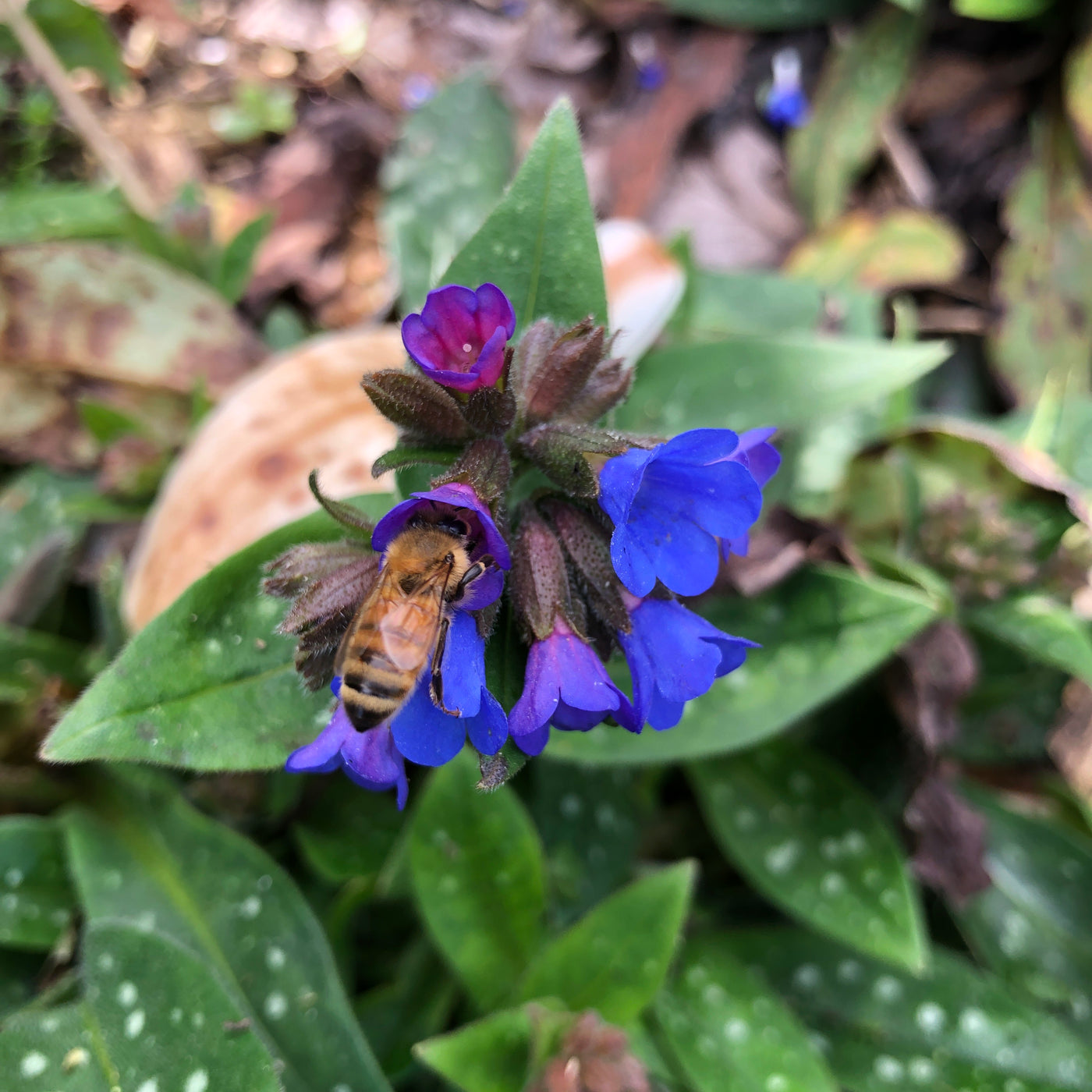 Puriri Lane | Pulmonaria longifolia