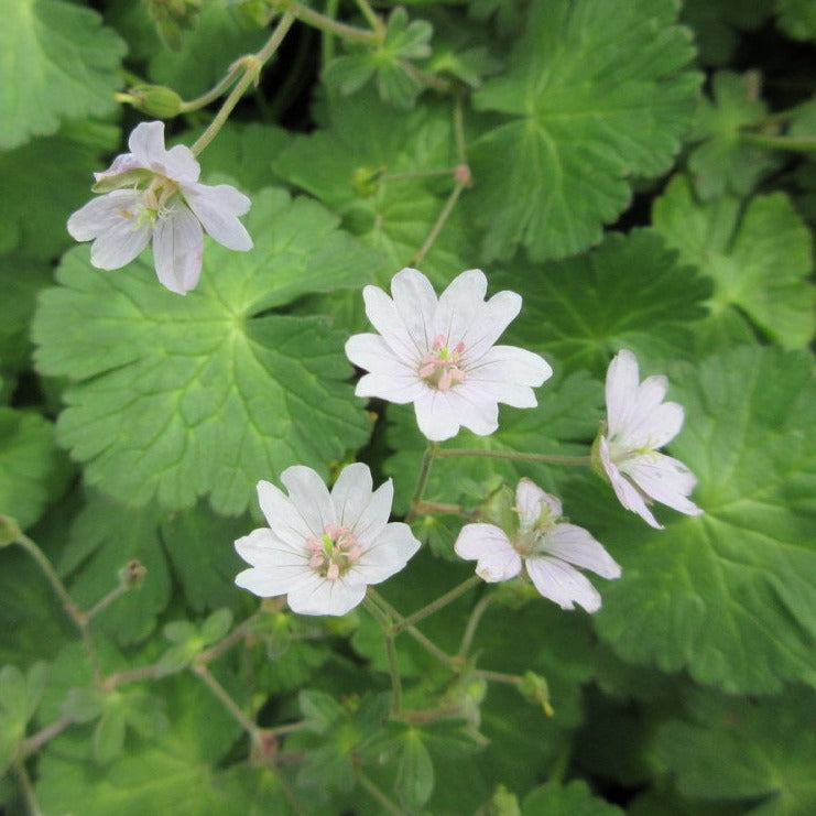 Puriri Lane | Geranium pyrenaicum | Summer Snow