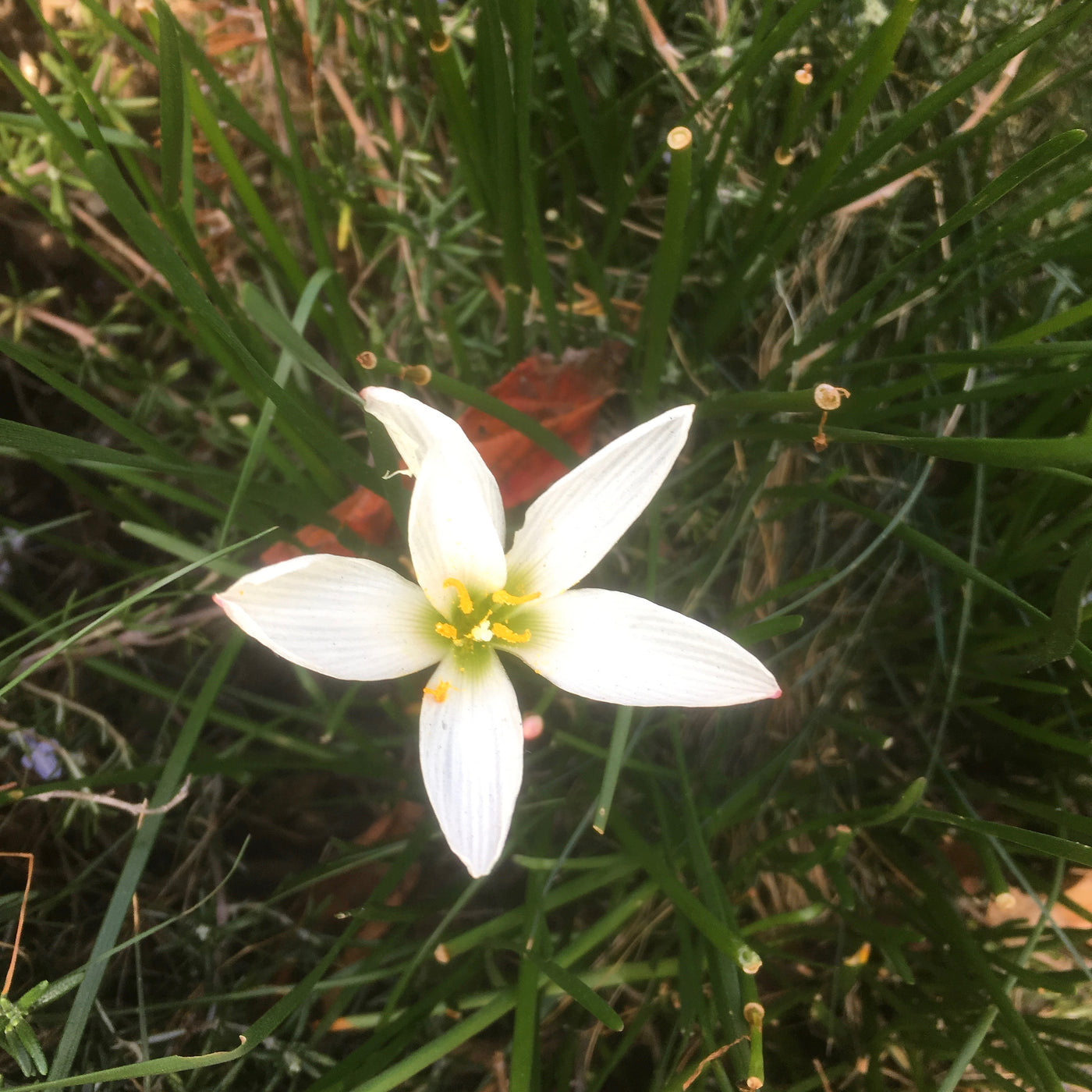Puriri Lane | Zephryanthes candida | Alba