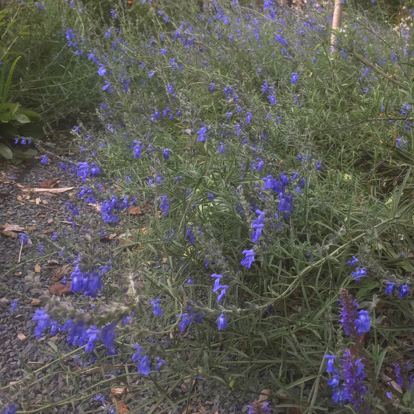 Puriri Lane | Salvia azurea