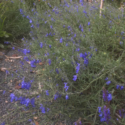 Puriri Lane | Salvia azurea