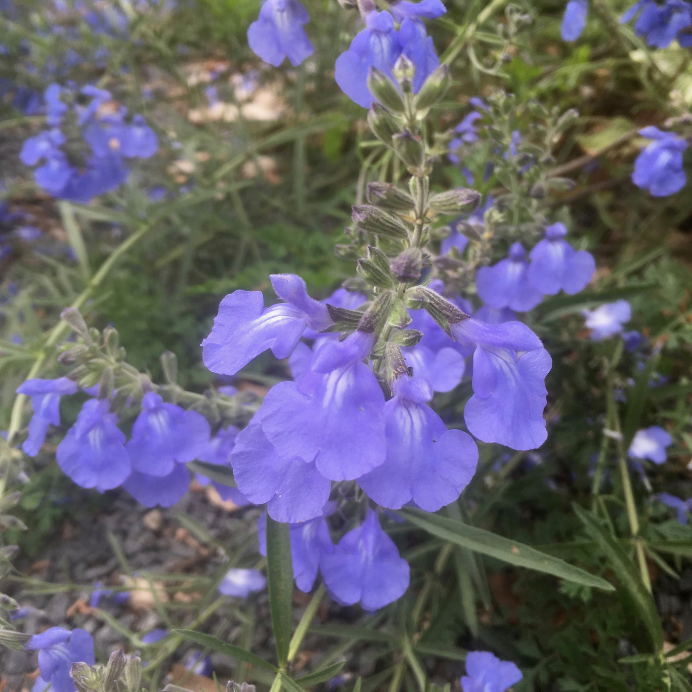 Puriri Lane | Salvia azurea