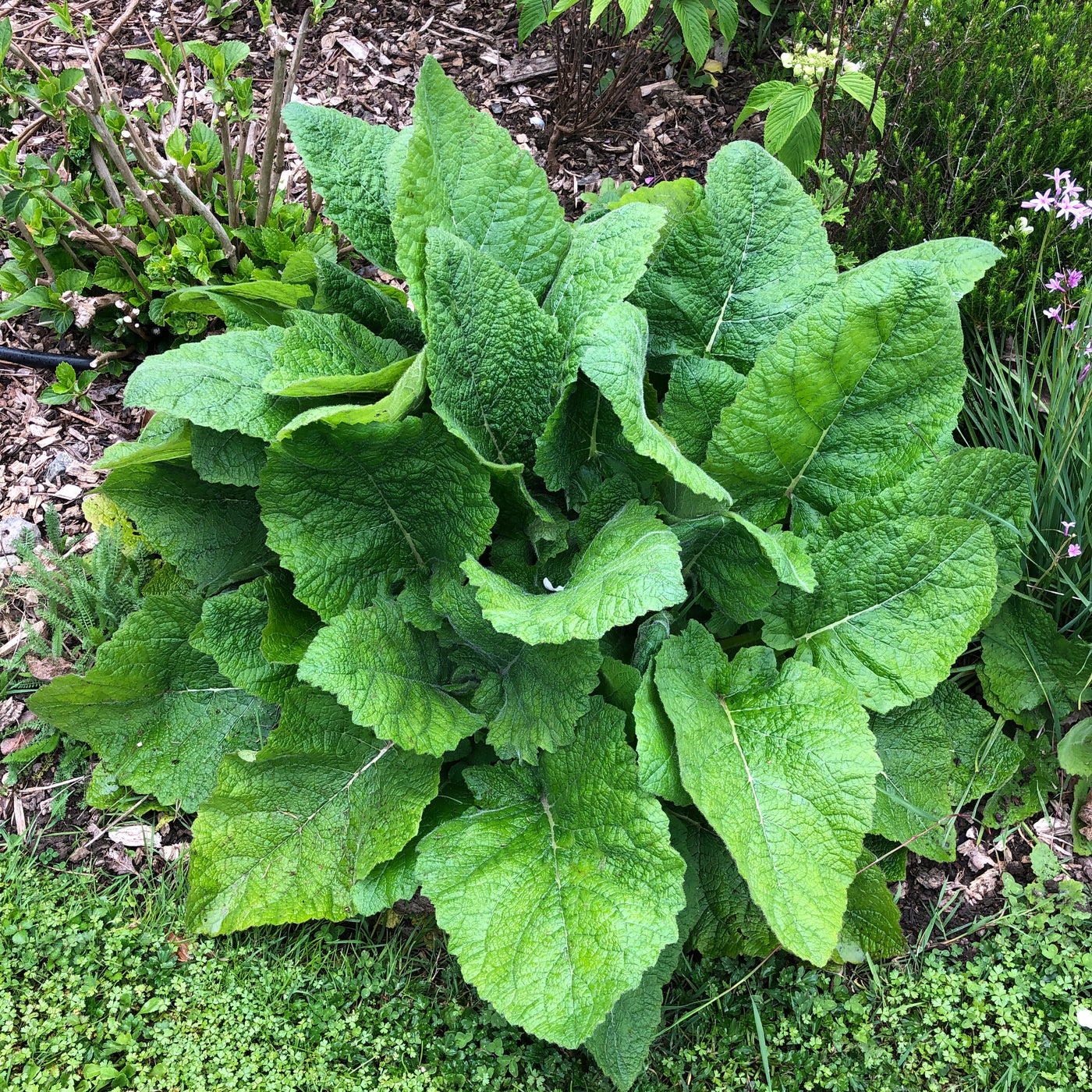 Puriri Lane | Salvia | Forskaohlei