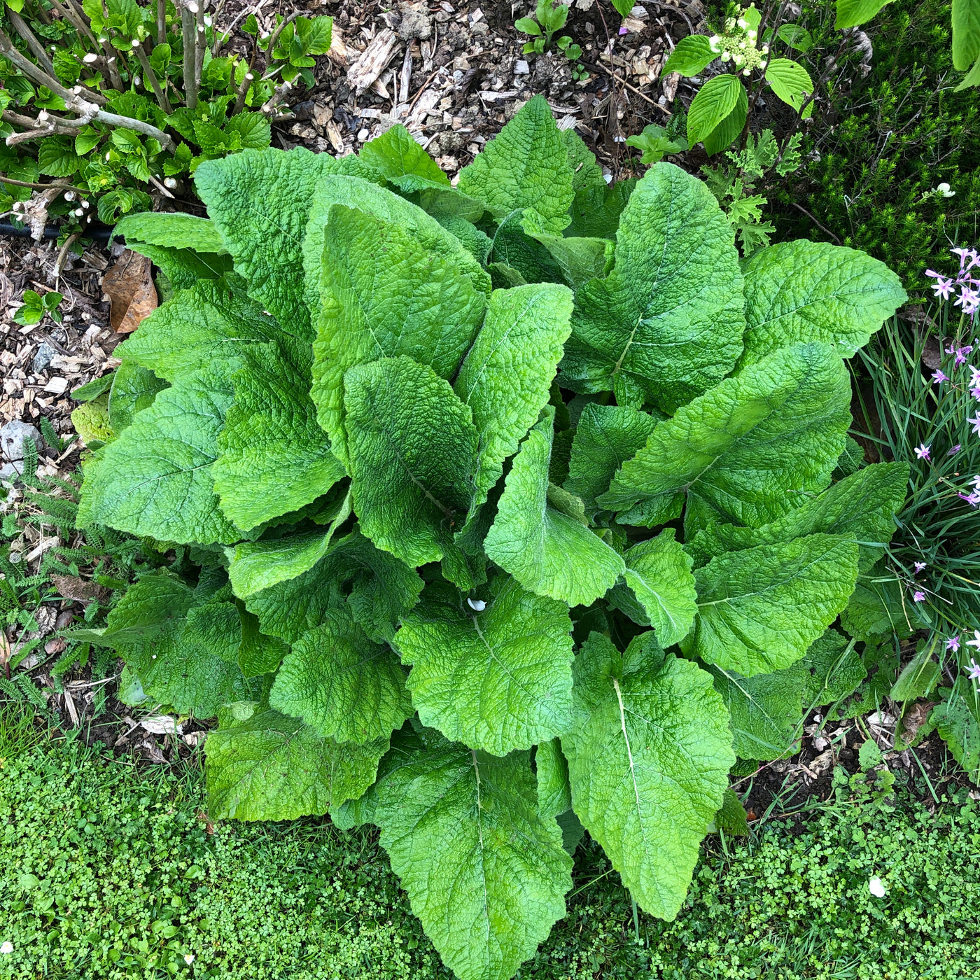 Puriri Lane | Salvia | Forskaohlei