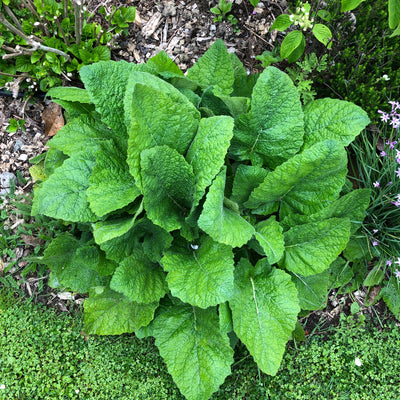 Puriri Lane | Salvia | Forskaohlei