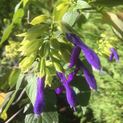 Puriri Lane | Salvia mexicana | Limelight